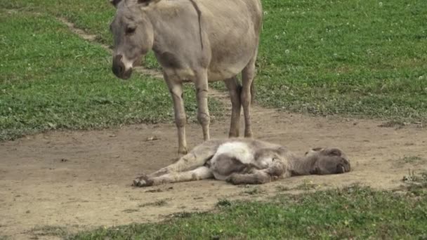 Grau Niedlichen Baby Esel Und Mutter Junge Eselin Schläft — Stockvideo