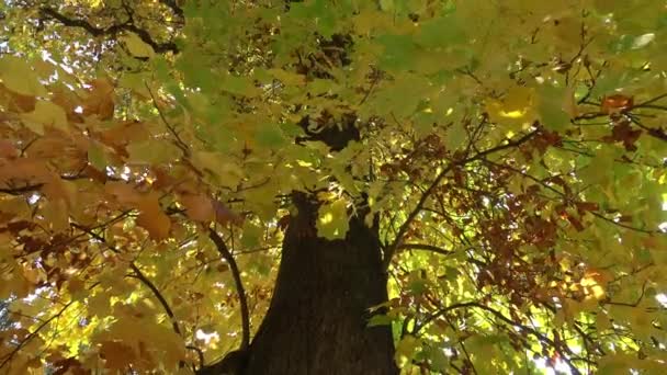 Grande Albero Nel Parco Autunno — Video Stock