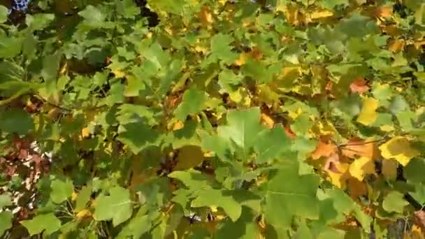 Осенние Листья Солнце Листья Осеннем Дереве — стоковое видео