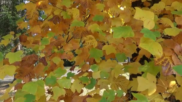 Feuilles Automne Sur Soleil Feuilles Sur Arbre Automne — Video