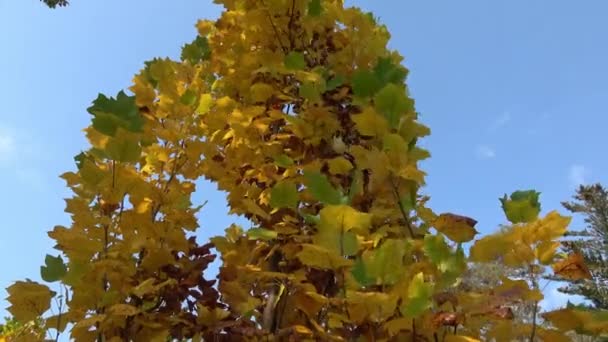 Wielkie Drzewo Parku Jesienią Autumn Drzewa Liście — Wideo stockowe