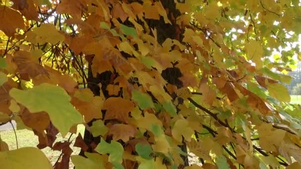 Foglie Autunno Sul Sole Foglie Albero Autunno — Video Stock