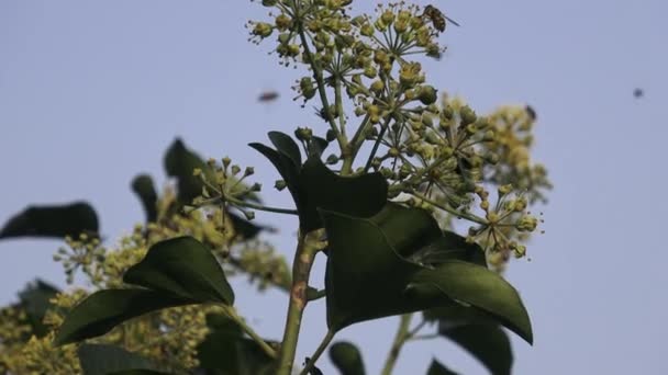 Çiçek Üzerinde Uçan Böcek — Stok video