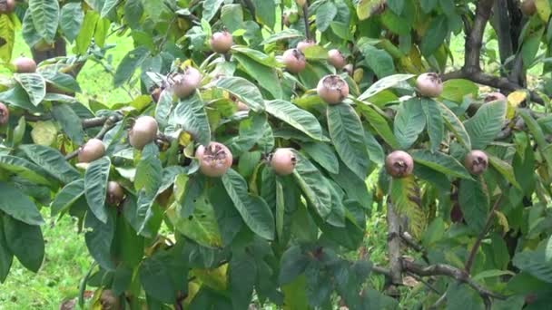 Níspero Frutos Maduros Marrones Hojas Verdes Crecen Árbol Mespilus Germanica — Vídeo de stock