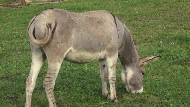 Burro Campo Pasto — Vídeo de stock