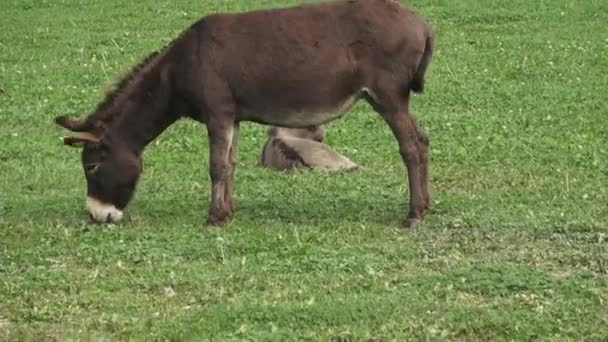 Ezels Boerderij Donkey Het Veld Weide Familie Van Ezels — Stockvideo