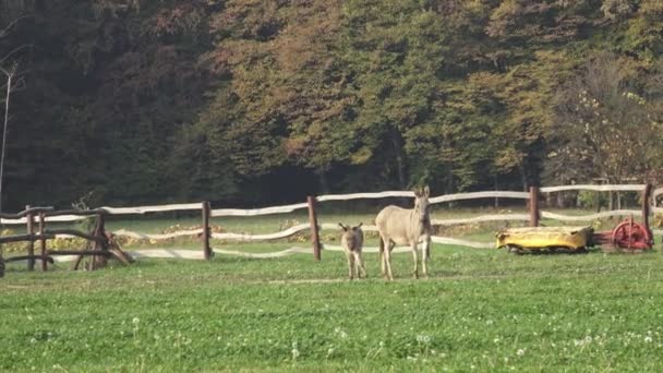 Donkeys Farm Donkey Field Pasture Family Donkeys — Stock Video