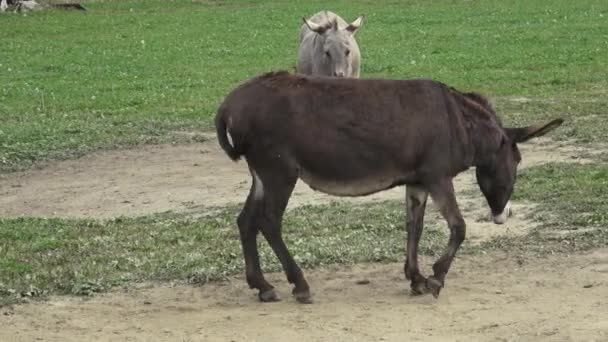 Eşek Çiftlik Eşek Mera Alanında Aile Eşek — Stok video