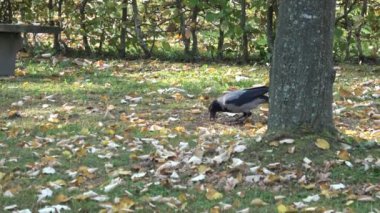 Parkta raven. Corvus Cornix yiyecek için.