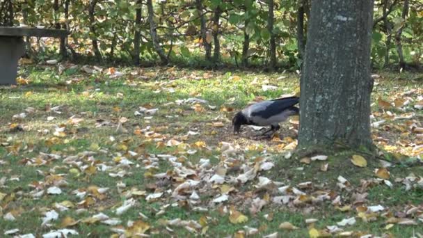 Raven Het Park Corvus Cornicx Zoek Naar Voedsel — Stockvideo