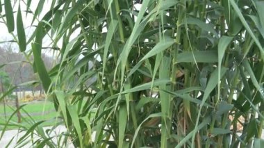 Yeşil yüksek reed. Yüksek sazlık, dekoratif. 