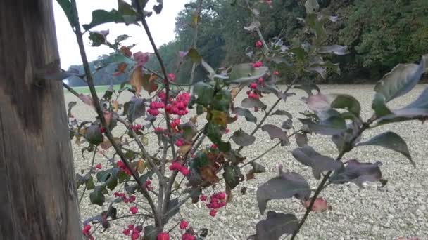 Euonymus Europaeus Conocido Como Husillo También Como Husillo Europeo Husillo — Vídeo de stock