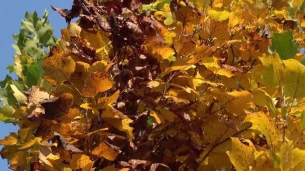 Осенние Листья Солнце Листья Осеннем Дереве — стоковое видео
