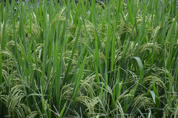 Gros Plan Plante Riz Paddy Vert — Photo