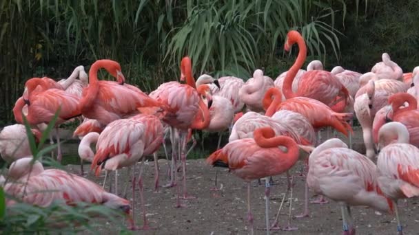 Flamingo Phoenicopterus Chilensis Plameňáci Nebo Plameňáků — Stock video