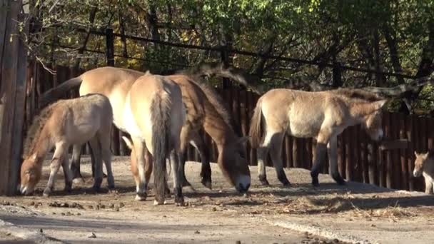 Equus Przewalskii Divokého Koně Také Známý Jako Mongolské Divokého Koně — Stock video