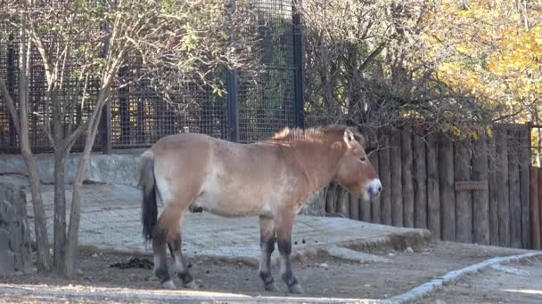 Equus Przewalskii Wild Horse Известный Монгольский Дикий Конь Джунгарский Конь — стоковое видео