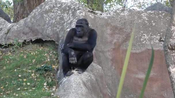 Porträtt Dominerande Gorilla Gorilla Gorilla — Stockvideo