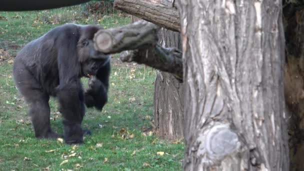 Portret Dominującej Goryla Gorilla Gorilla — Wideo stockowe