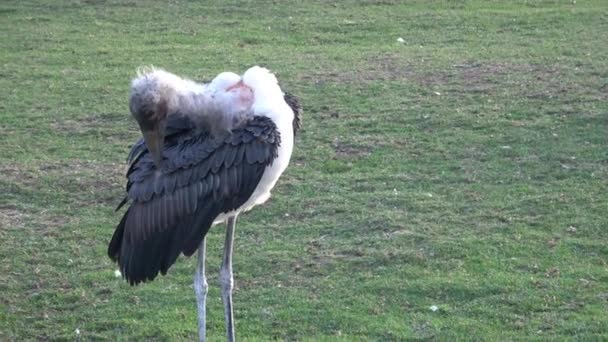 Marabou Stork Leptoptilos Crumeniferus Stor Fågel Familjen Stork Ciconiidae — Stockvideo