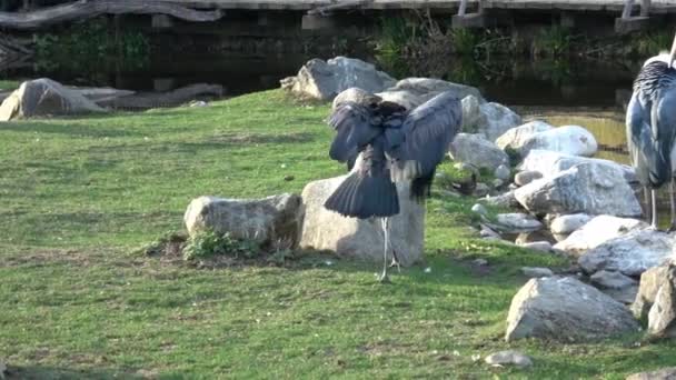 Marabou Stork Leptoptilos Crumeniferus Velký Brodivý Pták Čeledi Čáp Ciconiidae — Stock video