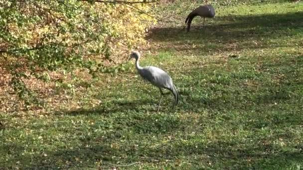 Crane Looking Food Anthropoides Paradisea — Stock Video
