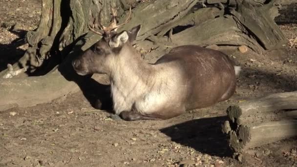 Рівз Muntjac Muntiacus Reevesi — стокове відео