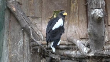 Güzel Steller'ın deniz kartal, Haliaeetus pelagicus