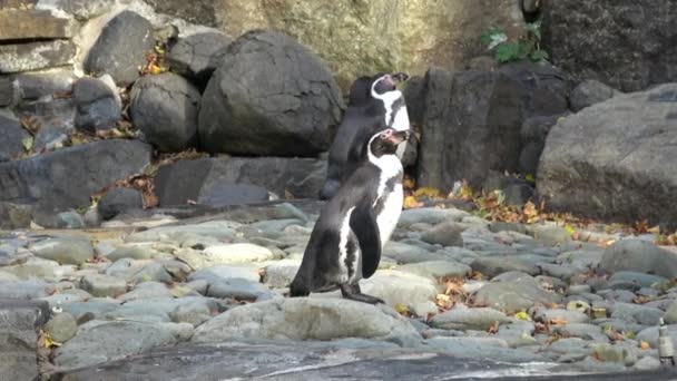 Humboldtpinguïn Spheniscus Humboldti Staand Rotsen — Stockvideo