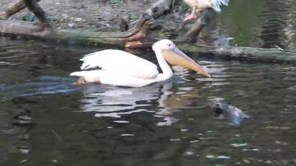 Pelecanus Onocrotalus Também Conhecido Como Pelicano Branco Oriental Pelicano Rosado — Vídeo de Stock