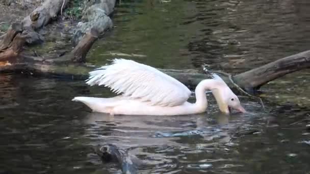 Pelecanus Onocrotalus Également Connu Sous Nom Pélican Blanc Pélican Rose — Video