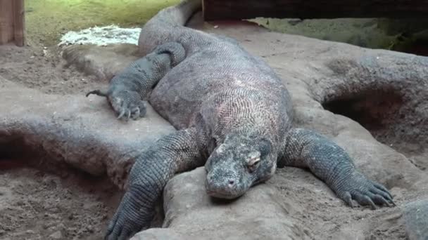 コモドドラゴン 眠っているヴァラヌス Komodoensis — ストック動画