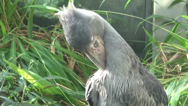 Shoebill Balaeniceps Rex Čáp Stojící Obklopenou Rostlinami Exotických Ptáků — Stock video