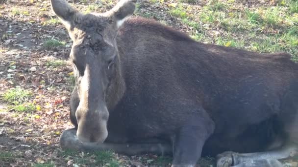 Losa Nebo Evropských Elk Oddělení Oddělení Moose Odpočinku — Stock video