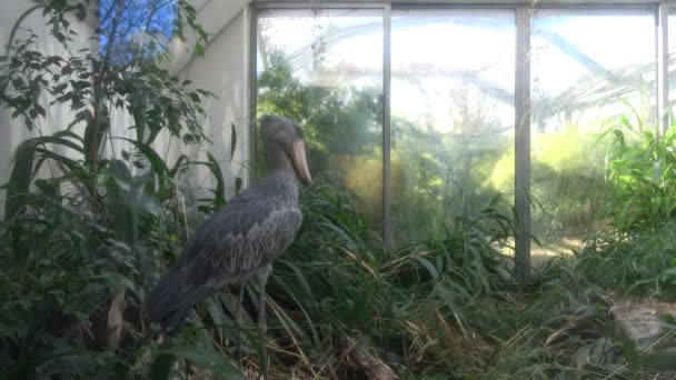 Una Cicogna Shoebill Balaeniceps Rex Piedi Circondata Piante Uccello Esotico — Video Stock