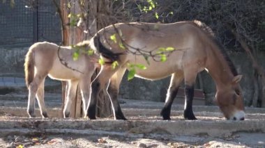 Equus przewalskii, vahşi at. Olarak da bilinen Moğol vahşi at veya Dzungarian at.