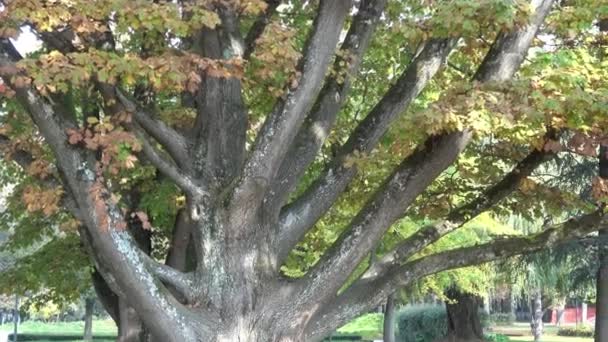 Grand arbre dans le parc en automne 