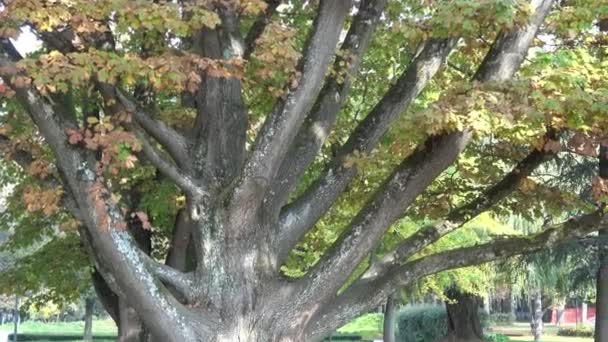 Árbol Grande Parque Otoño — Vídeos de Stock