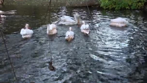 Flock Great White Pelicans Pelecanus Onocrotalus Also Known Eastern White — Stock Video