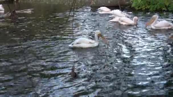 群れ素晴らしい白いペリカン アメリカオシ 東白ペリカンまたはバラ色のペリカン 魚のグループの狩猟に従事している者としても知られています — ストック動画