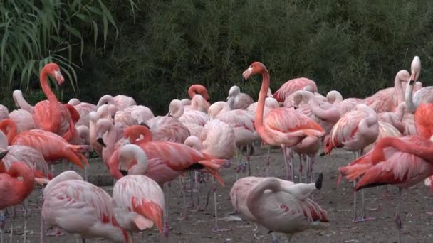 American Flamingo Phoenicopterus Ruber Flamingos Flamingoes — Stock Video