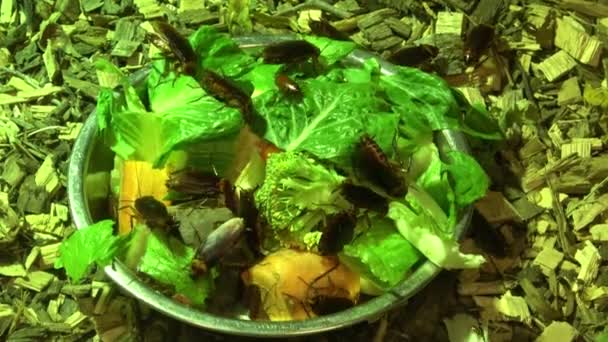 Kakerlaken Und Frisches Gemüse Auf Einem Teller Gromphadorhina Portentosa — Stockvideo