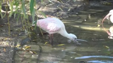 Pembe kaşıkçı Latince Adı Ajaia ajaja