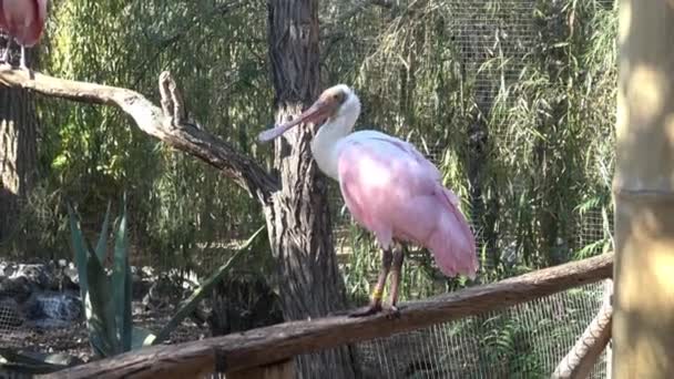 Roseate Spoonbill Латинское Название Felia Ajaja — стоковое видео