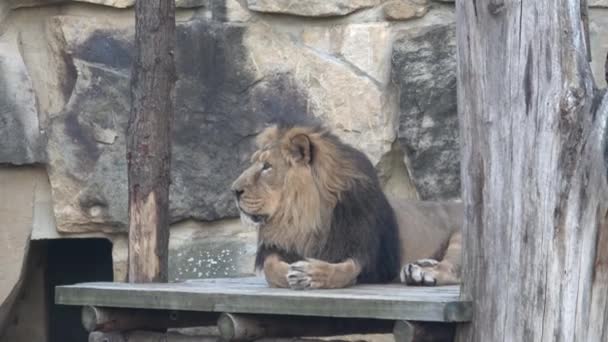 Asiatischer Löwe Panthera Leo Persica Bedrohte Art — Stockvideo