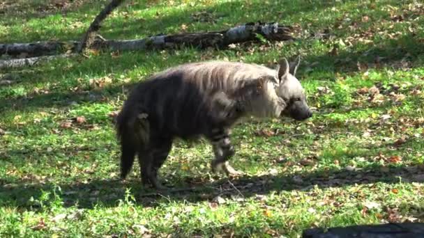 Brun Hyena Parahyaena Brunnea Promenader — Stockvideo