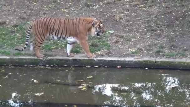 Tigre Malayo Panthera Tigris Jacksoni — Vídeo de stock