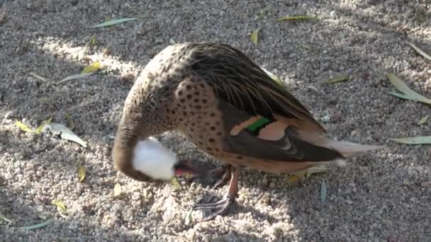 Ente Stehen Und Federn Putzen Amazonetta Braziliensis — Stockvideo