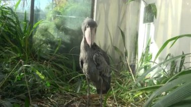 Shoebill (Balaeniceps rex) leylek ayakta bitkiler tarafından çevrili. Komik egzotik kuş. 