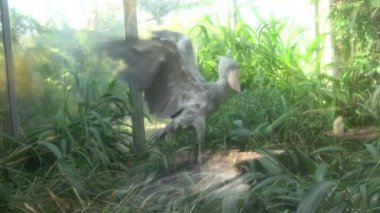 Shoebill (Balaeniceps rex) leylek ayakta bitkiler tarafından çevrili. Komik egzotik kuş. 